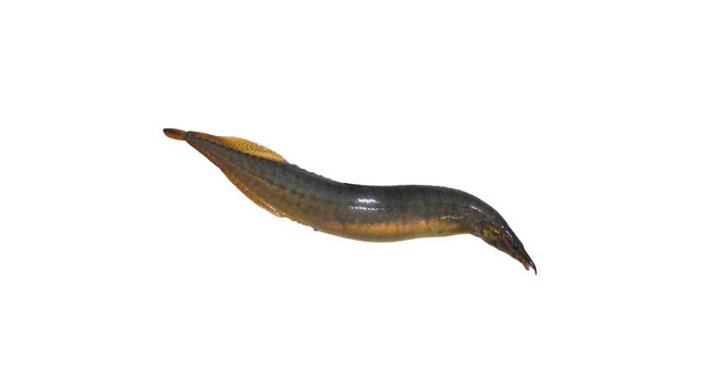 The zig-zag eel fish with Transparent Background