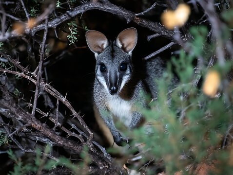 Banded hare-wallaby peering through thorny bushland vegetation with alert eyes and large ears