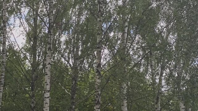 Lush green birch leaves rustling in a gentle summer breeze. White tree trunks standing tall against a bright, cloudy sky in a peaceful forest