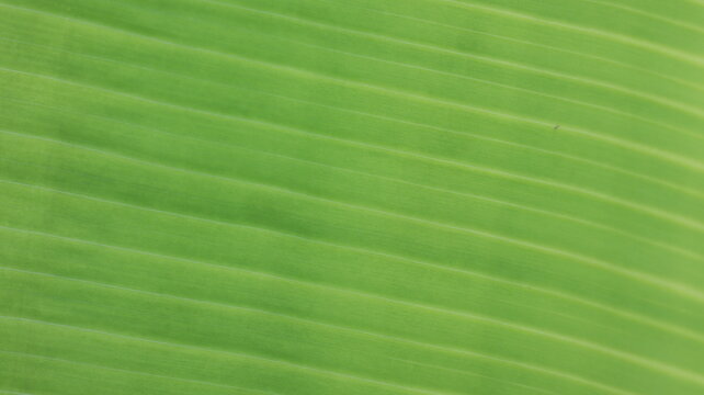 green leaf texture