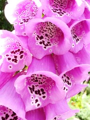 Pink foxglove flowers blooming in a summer garden close up © Tortzy