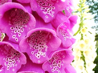 Pink foxglove flowers blooming in a summer garden close up © Tortzy