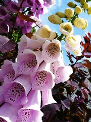 Pink and cream foxglove flowers blooming in a summer garden © Tortzy