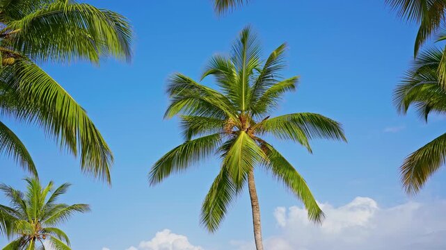 Coconut palms with vibrant foliage against a blue sky. Vibrant tropical coastline on a sunny summer day. Wild beach landscape. Colorful tropical tree branches sway in the wind.