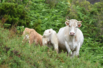 Fototapeta premium Three cows, one white and two light brown, standing amidst dense greenery and tall grass; the white cow is facing the camera