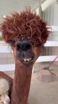 Funny Brown Alpaca and White Cria Sitting Together
