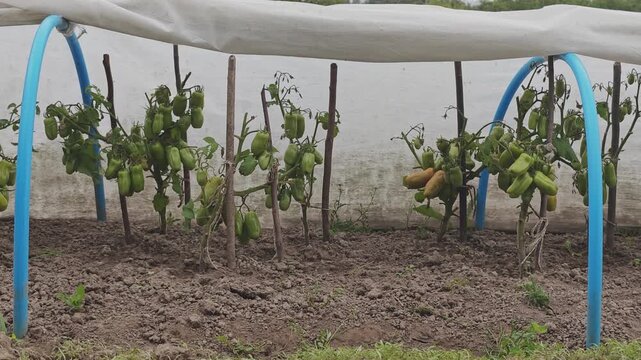 Unripe green sweet pepper plants growing in rows in a garden patch. Homemade agriculture with a simple greenhouse for crop protection