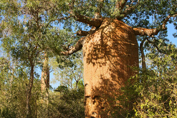 Fototapeta premium typical forest with baobabs and didierea madagascariensis south Madagascar 729