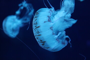 jelly fish in aquarium with blue backlight © Xueli