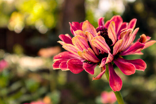 Beautiful Pink and Coral Zinnia Flower Blooming in Garden with Warm Sunlight, Soft Bokeh Background and Copy Space