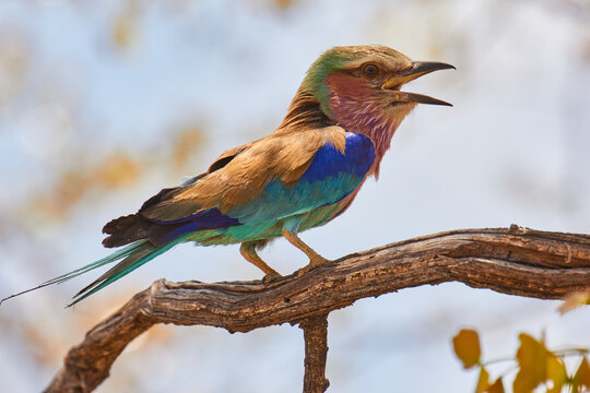 lilacbreasted roller, Coracias caudatus, sitting on branch, close 2315