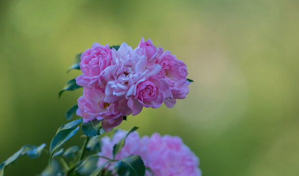 Bl&uuml;ten von kleiner Rose am Grab im Schatten bei gro&szlig;er Hitze im August
