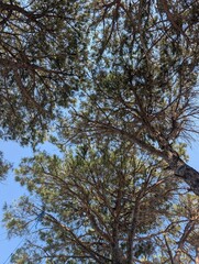 Fototapeta premium trees and sky