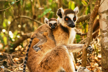 ring-tailed lemur catta with baby on her back 652 © meyblume