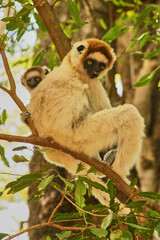 lemur sifaka, Propithecus verreaux, with baby on her back in tree 684 © meyblume