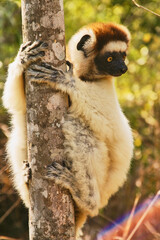 lemur sifaka, Propithecus verreaux, clings to tree trunk 698 © meyblume