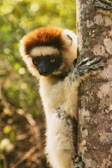 lemur sifaka, Propithecus verreaux, clings to tree trunk 699 © meyblume