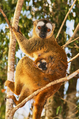 red-fronted brown lemur, Eulemur rufifrons, with baby, close 989   © meyblume