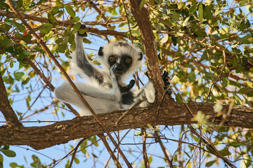 verreaux’s sifaka Propithecus verreaux, cling to a tree 023 © meyblume