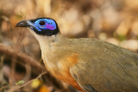 giant coua, Coua gigas, portrait 130 
