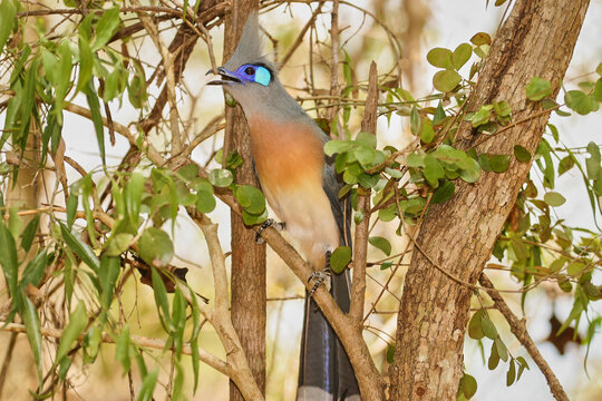 giant coua, Coua gigas, high in the tree calls 449
