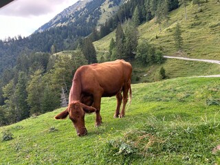 Naklejka premium Slovenian Alps rural landscape. Red cow grazing on a mountain pasture.