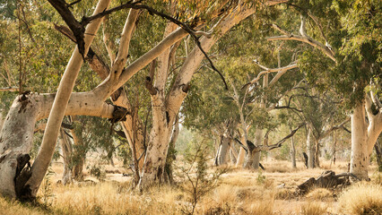 eucalyptus trees in dry river bed in australia 539 © meyblume