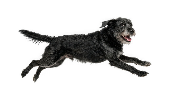 Black scruffy dog running isolated on transparent background