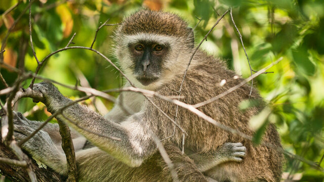 vervet monkey, Chlorocebus sabaeus, resting in tree, close 688

