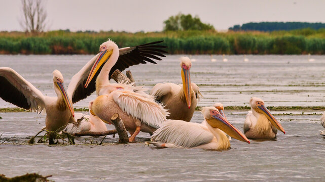 Dalmatian pelican, Pelecanus crispus, or curly-headed pelican in Danube delta 165