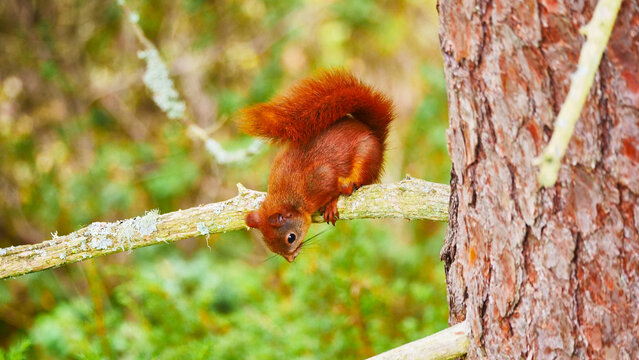 red squirrel, Sciurus vulgaris,  sitting on a branch 416
