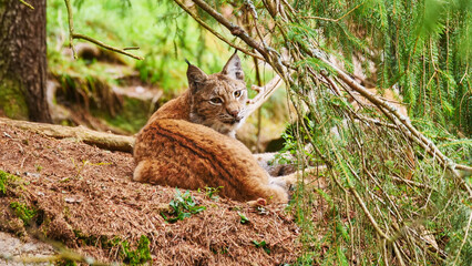 lynx, Lynx lynx, looking for prey 434 © meyblume