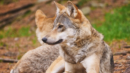 wolf (Canis lupus) resting, portrait 542 © meyblume