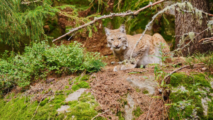lynx, Lynx lynx, looking for prey 614 © meyblume