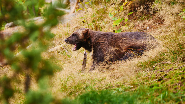wolverine, Gulo gulo, in scandinavian forest 659