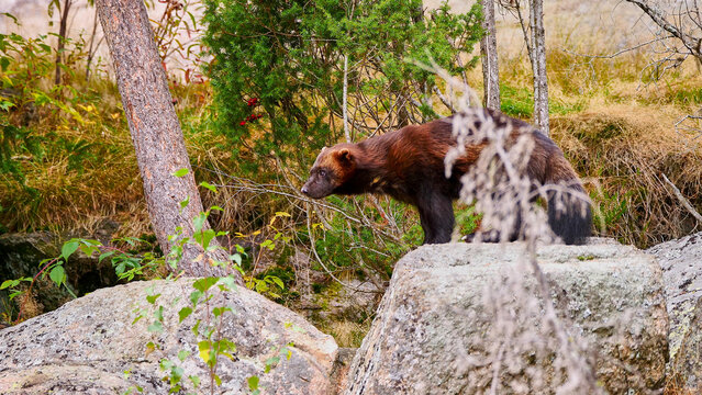 wolverine, Gulo gulo, in scandinavian forest 717
