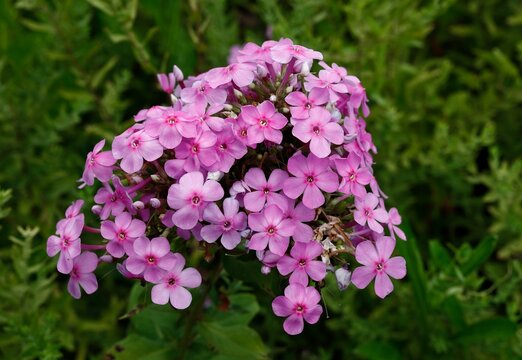Beautiful pink phlox blossom closeup