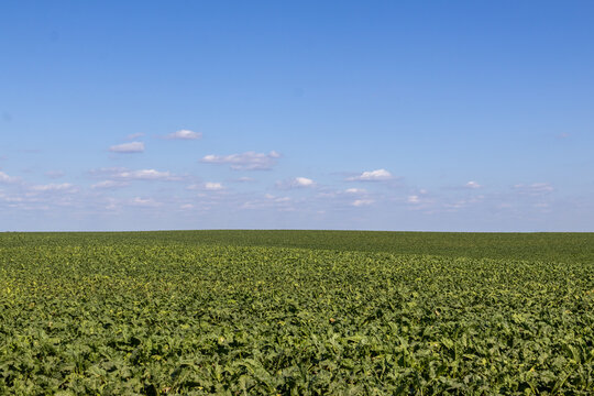 Wide view of a green field under a clear blue sky during daytime with few clouds