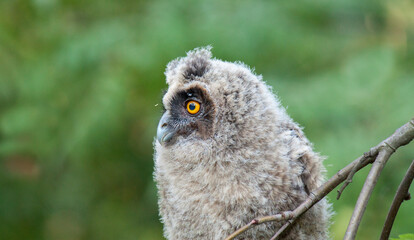 Obraz premium great horned owl