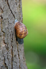 Brown snail on tree bark with green background © Mirko