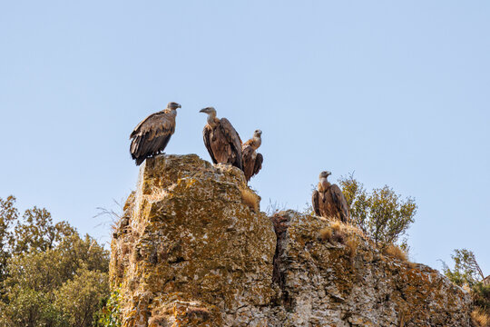 Quatre vautours fauves perch&eacute;s dans les gorges de Lumbier en Espagne