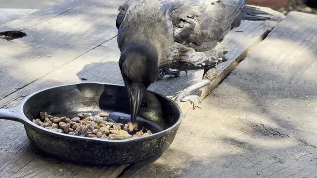 Three crows squabble at a pan of kibble	