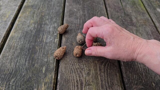  Top view close-up of hands organizing five natural pine cones in a row . Norway, Alver. August