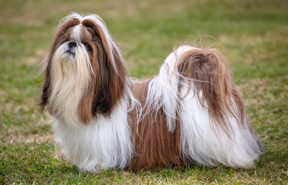Long haired Shih Tzu dog