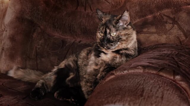 A tortoiseshell cat sits on a brown textured sofa in a home interior. Camouflage to background. Domestic pet is closely observing what is happening. Attentive gaze. Animal relaxation, cozy atmosphere.