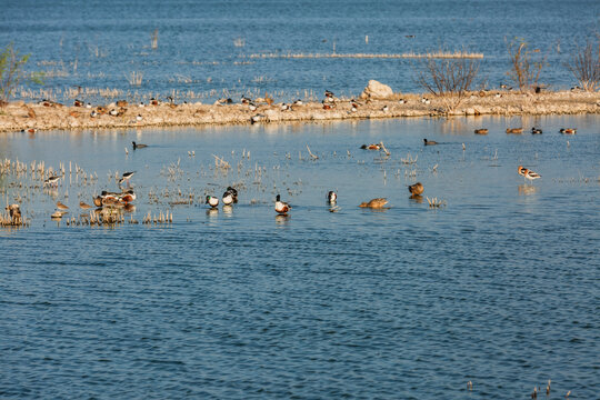 Patos cuchara norte&ntilde;os en el lago Nabor Carrillo, Texcoco, Estado de M&eacute;xico.