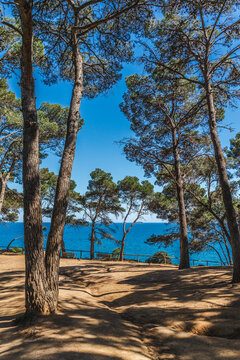 Tall pine trees overlooking the Mediterranean Sea in Lloret de Mar, Costa Brava