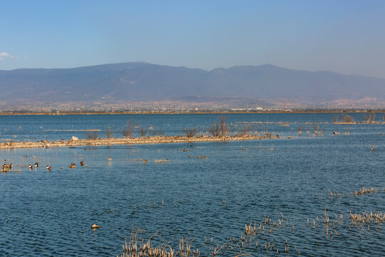 Patos cuchara norte&ntilde;os en el lago Nabor Carrillo, Texcoco, Estado de M&eacute;xico.