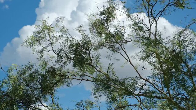 Mesquite tree leaves against cloud in sky background during Texas summer.