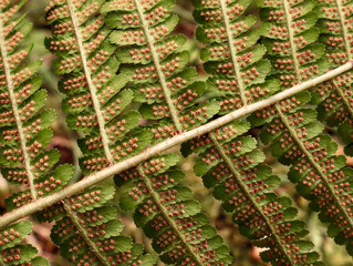 Extreme Macro Close Up of Fern Leaf Underside Covered with Orange Spore Sori (Sporangia), Scientific Botanical Pattern and Texture © Марія Мешко
